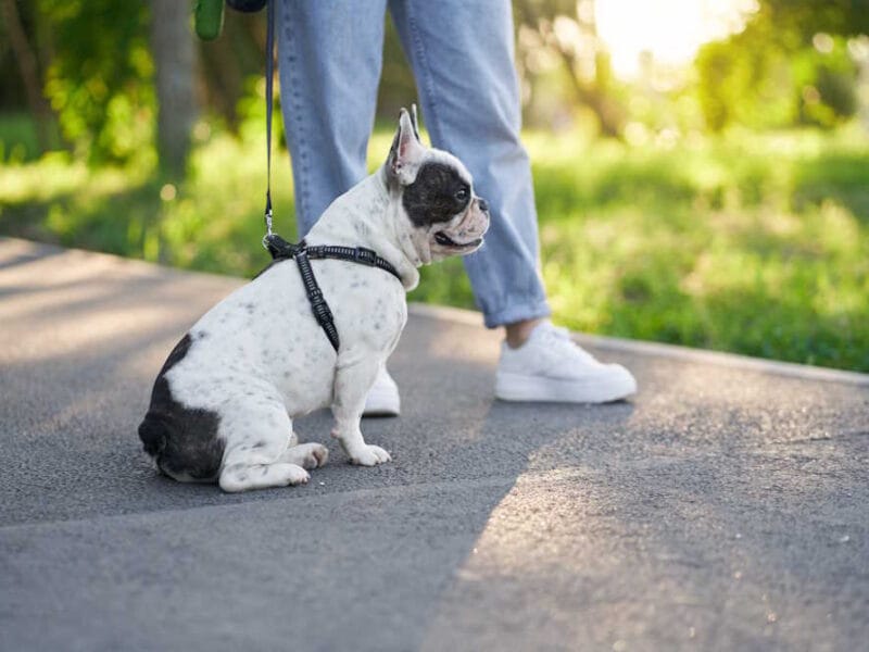 Reliable Dog Walker And Pet Sitter In Auckland