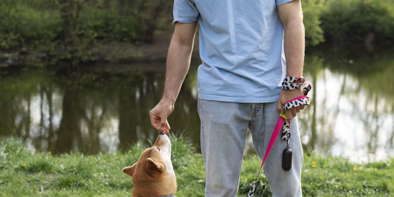 Animal Lover To Look After Your Pets 🚶‍♂️🐕