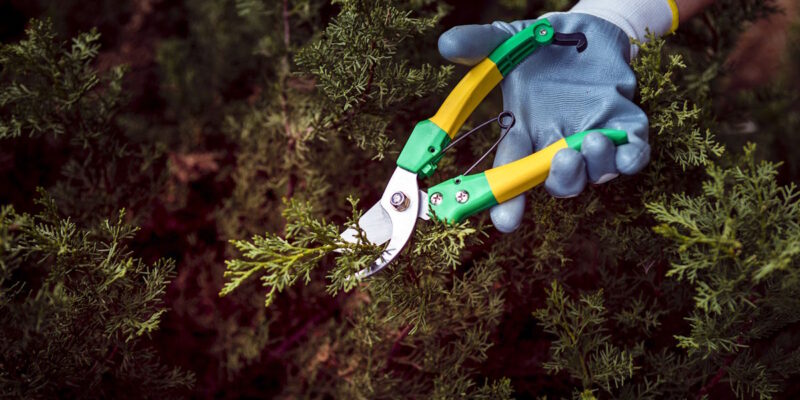 🌿 Passionate Gardener – Let’s Bring Your Garden To Life! 🌿